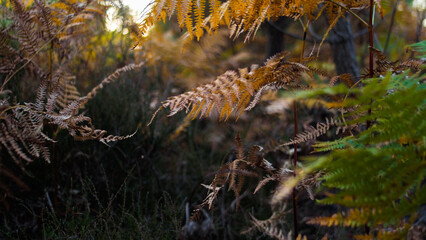 Fougères aux teintes jaunâtres, noyées dans une végétation dense, dans la forêt des Landes de Gascogne