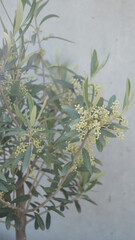 Olive tree natural background. olive branches with white background Natural texture backgrounds. Extraction of olive oil. Space for copy.
