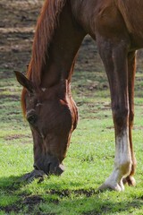 Obraz na płótnie Canvas Brown horse grazing grass peacefully