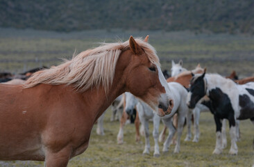 Fototapeta premium Herd of western ranch horses in the spring.