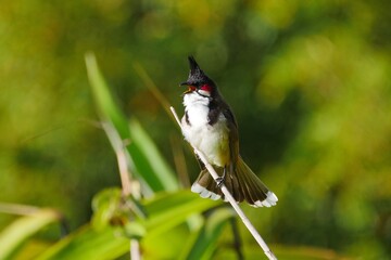 Red Whiskered Bulbul bird perching in natural environment, beak open
