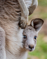 Eastern Grey Kangaroo joey portrait - obrazy, fototapety, plakaty