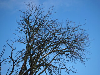 Rural landscape. Silhouette of an old tree against the blue sky. Leningrad region, Russia