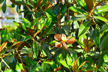 Orange magnolia flower blooms among the green foliage under the bright sun, macro photo, selective...
