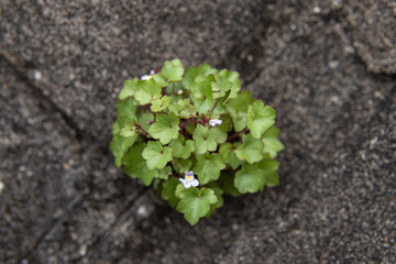 灰色の岩の壁に生える小さな花の雑草
