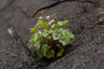 灰色の岩の壁に生える小さな花の雑草