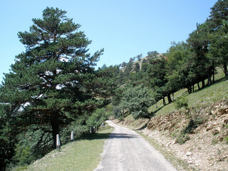 road in the forest