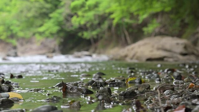 キャンプ動画などのイメージ背景に使いやすい日本の川　音入り　とてもきれいな渓流沿い