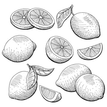 Lemon fruit graphic black white isolated sketch illustration vector 