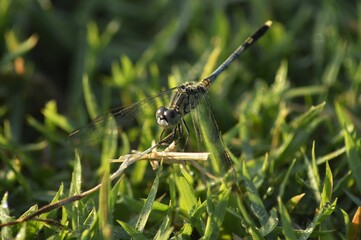 dragonfly on a grass