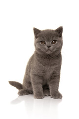 Pretty grey british shorthair kitten looking at the camera isolated on a white background