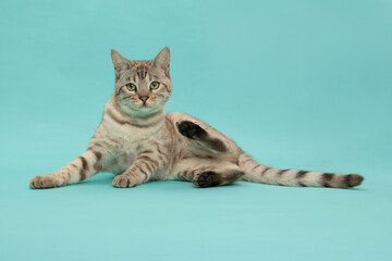 Pretty snow bengal purebred cat laying down on a blue background looking at the camera