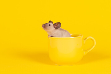 Adorable mouse sitting in a yellow cup on a yellow background