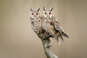 Two Long-eared owls resting looking at the camera sitting outdoors on a branch