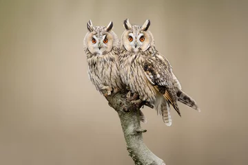 Foto auf Acrylglas Two Long-eared owls resting looking at the camera sitting outdoors on a branch © Elles Rijsdijk
