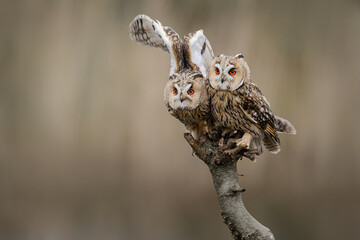 Two Long-eared owls looking at the camera sitting outdoors on a branch