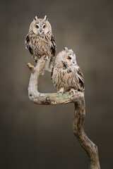Long-eared owls resting looking at the camera sitting outdoors on a branch
