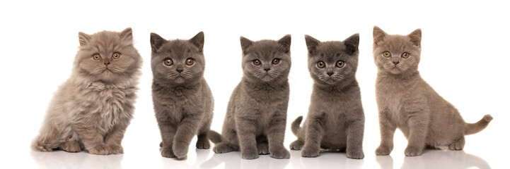 Five pretty british shorthair kittens looking at the camera isolated on a white background