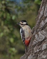Female Great spotted woodpecker perched on the side of a tree.