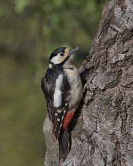 Female Great spotted woodpecker perched on the side of a tree.