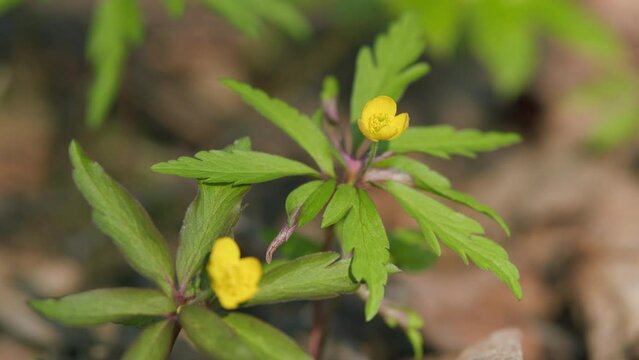 Yellow wood anemone. Yellow forest flowers sway in the wind. Anemone ranunculoides.