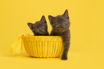 Two cute grey young kittens in a yellow basket looking at the camera on a yellow background