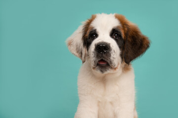 Portrait of a Saint Bernard puppy dog  with space for copy on a blue background