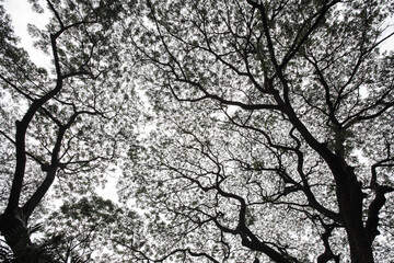 Black and white Ant's eyes view beautiful top of the big tree branches, stems and leaves