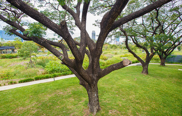 Beautiful big tree branches, stems and leaves in the park