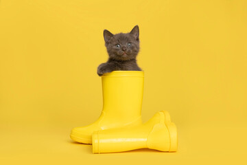 A cute grey kitten in yellow rubber rain boots on a yellow background looking at the camera