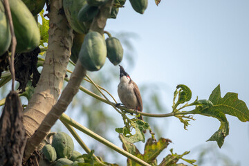 A red velvet bulbul sitting at the leaf of the papaya plant. 