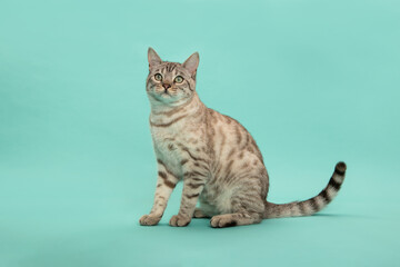 Pretty snow bengal purebred cat seen from the side on a blue background