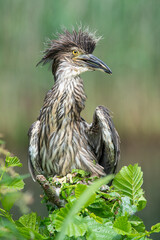 Young black crowned night heron sitting on a branch outdoors