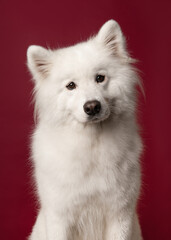 Portrait of a samoyed dog looking at the camera on a deep red background