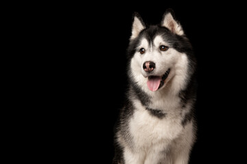Portrait of a siberain husky dog on a black background looking away