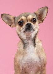 Portrait of a chihuahua dog looking at the camera on a pink background