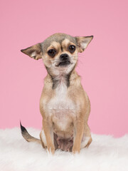 Cute Chihuahua dog looking at the camera sitting on a pink background