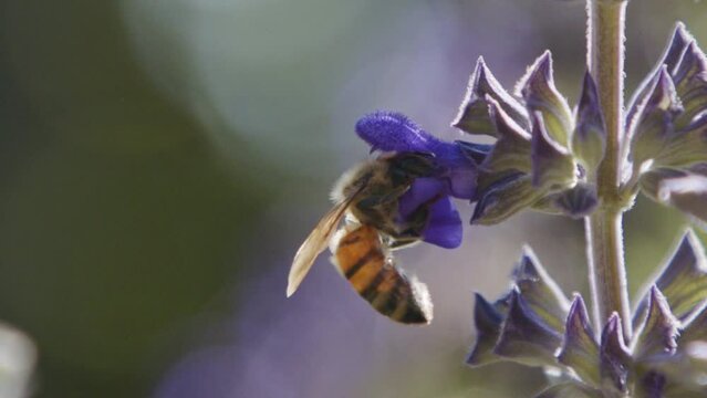 Super slow motion of a honey bee drinking nectar from a purple flower