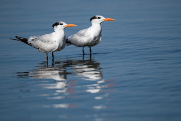 Two common tern birds standing in water with their reflection
