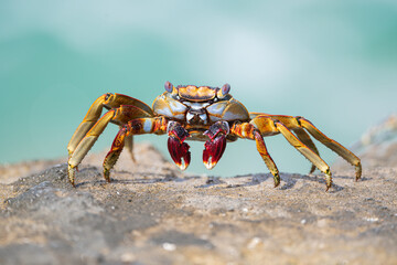 Colorful crab from Aruba seen from the front on a stone, with the blue sea on the background