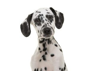 Portrait of a young dalmatian dog looking at the camera isolated on a white background