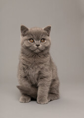 Alert cute grey british shorthair kitten cat on a grey background