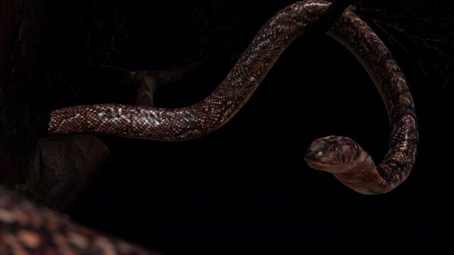 3D rendering cobra snake slither on big tree with tongue movement close up include alpha path.