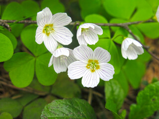 forest sour (Oxalis acetosella, hare cabbage, cuckoo clover) blooms in May in the forest with white flowers