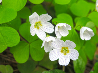 forest sour (Oxalis acetosella, hare cabbage, cuckoo clover) blooms in May in the forest with white flowers