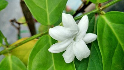 White flower jasmine and leaves