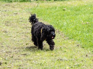 dog on grass