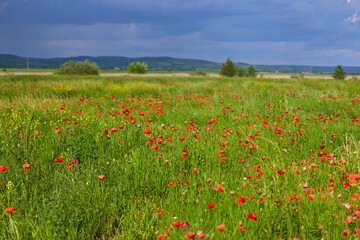 Redhead woman in a poppy field