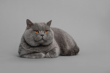 Grey purebred british shorthair cat with orange eyes lying down, looking away on a grey background