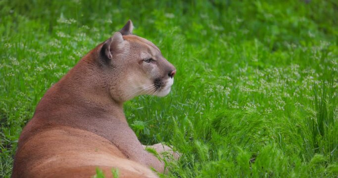 Beautiful Puma in spring forest. American cougar - mountain lion. Wild cat resting on the grass, scene in the woods. Wildlife America. Slow motion 120 fps, ProRes 422, 10 bit video.